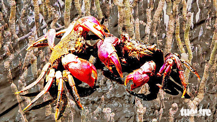 Ba khía Cà Mau nổi tiếng thơm ngon - Ảnh: THANH DŨNG